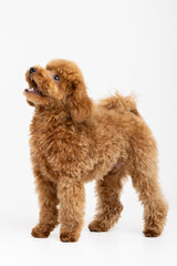 Adorable apricot Toy Poodle puppy sitting against white studio background © Natalja