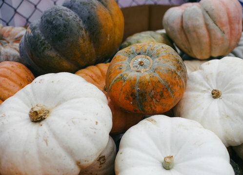 Pile of diverse heirloom pumpkins including white casperita and green musquee de provence varieties on a market display.
