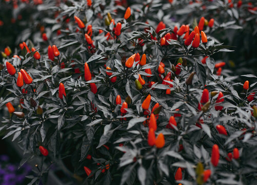 Close-up of vibrant red and orange ornamental pepper pods growing on a bush with dark purple-black leaves. Beautiful chili peppers ripening in a garden, selective focus natural background.