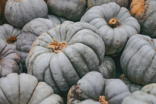 Unique blue pumpkins with a ribbed texture stacked together. Muted color palette autumn harvest display with Queensland Blue pumpkins for festive seasonal decor.