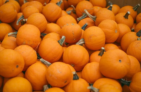 Background of small smooth orange Jack Be Little pumpkins for autumn decoration and harvest festival.