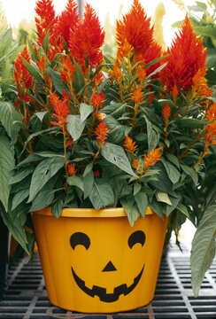 Bright orange plume celosia flowers in jack-o-lantern pumpkin planter pot for Halloween decoration.