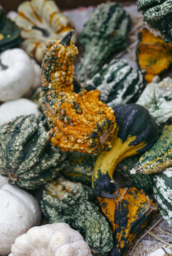 Pile of colorful autumn wings decorative gourds and warty pumpkins with bumpy texture closeup.