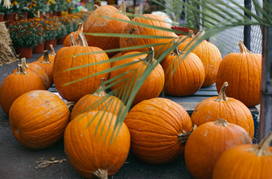 Large orange howden pumpkins for jack-o-lantern carving on a farm market display with palm leaf foreground.