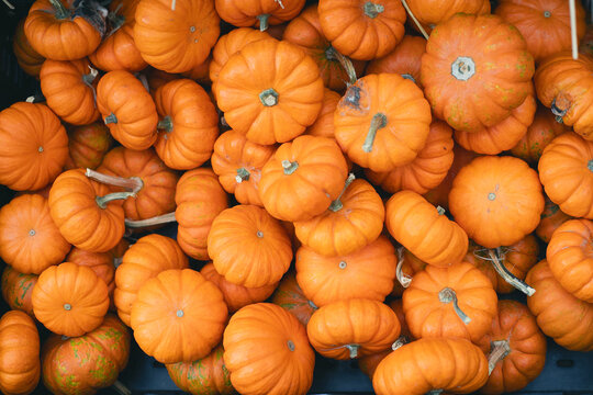 Background of small smooth orange pumpkins for autumn decoration and halloween holiday