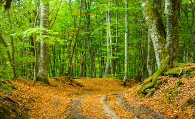 ground road among the autumn forest coverd by red dry leaves, peaceful outdoor seasonal scene © Yuriy Kulik