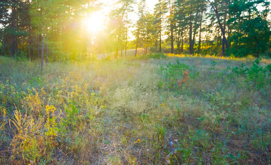 forest glade in light of sparkle sun, beautiful outdoor natural scene © Yuriy Kulik