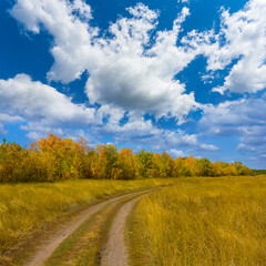 ground road among the autumn forest glade © Yuriy Kulik