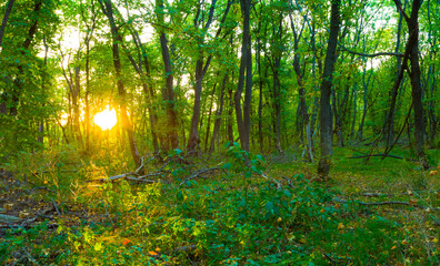 forest glade in light of sparkle sun, beautiful outdoor natural scene © Yuriy Kulik