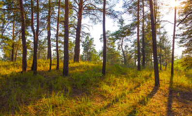 forest glade in light of sparkle sun, beautiful outdoor natural scene © Yuriy Kulik