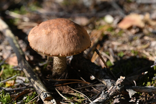 Mushrooms	