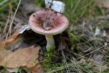 Mushrooms  © Viktoriia Pletska