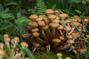 Fototapeta premium A large and dense cluster of young honey mushrooms with rounded brown caps grows among fresh green ferns and grass in the forest. Slender stems intertwine at the base, forming a lush natural bouquet.