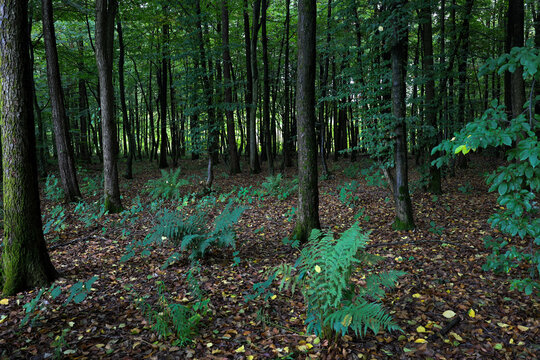 A picturesque forest landscape demonstrates slender tree trunks, green fern bushes, and a carpet of fallen autumn leaves. Soft natural lighting breaks through dense canopy, highlighting the calmness o