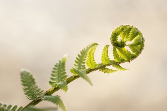 Close up shot of lush green fern frond unfurling in natural light