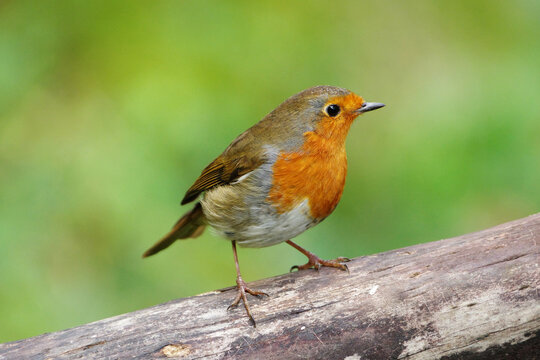 European robin (Erithacus rubecula) perched on a rustic wooden fence against a soft green blurred background, close-up profile view of a beautiful colorful songbird in nature