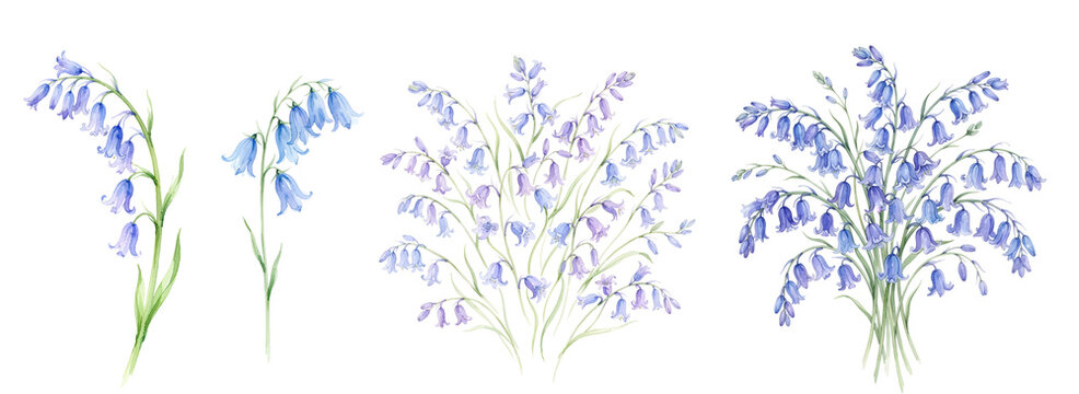Delicate bluebell flowers painted in soft watercolor style showcasing beautiful botanical arrangements and stems isolated on transparent background