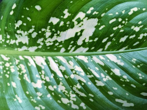 Dieffenbachia (daun bahagia or sri rejeki). A vibrant green leaf with scattered cream-white patches, resembling splashes of paint across its glossy surface.