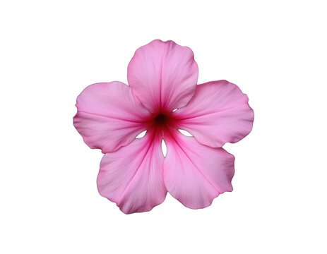 Pink Petal Perfection: A delicate pink flower with five velvety petals and a deep crimson center showcases its natural beauty, a perfect bloom in its prime.