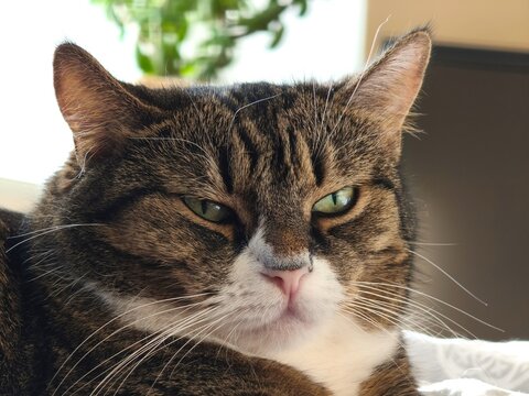 Funny grumpy cat with sleepy face looking at camera