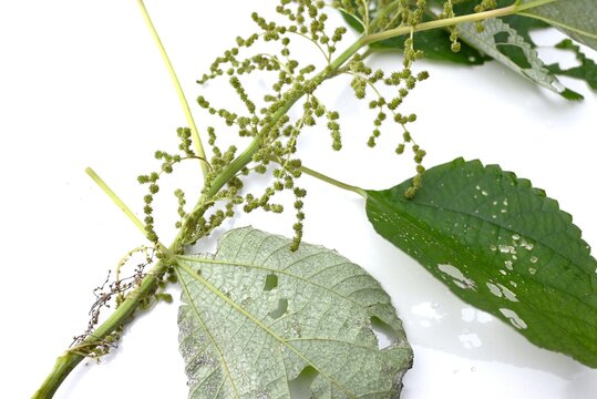 Ramie (Boehmeria nivea) flowers. Urticaceae useful plant. The female flowers form pale green spherical clusters, while the male flowers have yellowish-white tepals.