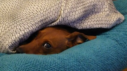 犬 © m