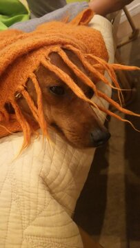 犬