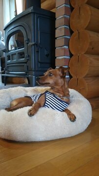 犬と暖炉