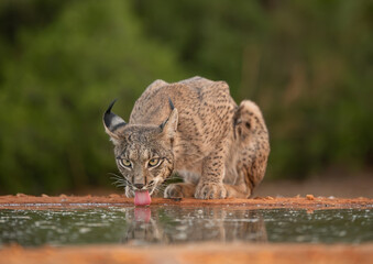 lynx  © ahmed
