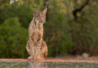 portrait of a lynx © ahmed