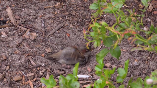 House Sparrow (Passer domesticus) taking dust bath on ground, 4K.  Small energetic little bird is vigorously rolling and shaking itself in the dirt and sand on the ground to clean its feathers.