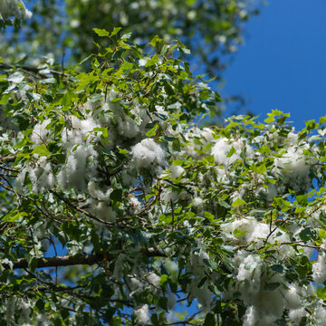 White cottonwood seed fluff clings to green poplar branches under a bright blue sky, creating a light, airy spring and summer scene that conveys calm, nature and seasonal change.