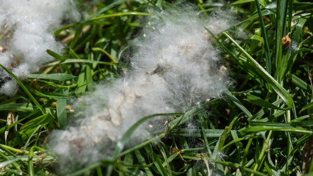 White cottonwood seed fluff scattered across green lawn grass in bright spring sunlight, a close-up showing soft, fibrous seed clusters and natural seed dispersal on the ground.