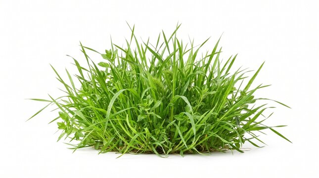 Grass photo isolated on white background, green lawn tuft with fresh herbs and blades