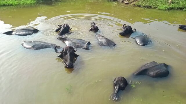 Herd of Domestic Water Buffaloes Bathing and Cooling Off in a Pond in Rural India