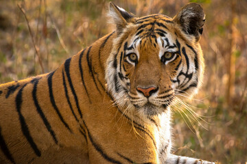 Fototapeta premium tiger portrait roaming in jungle