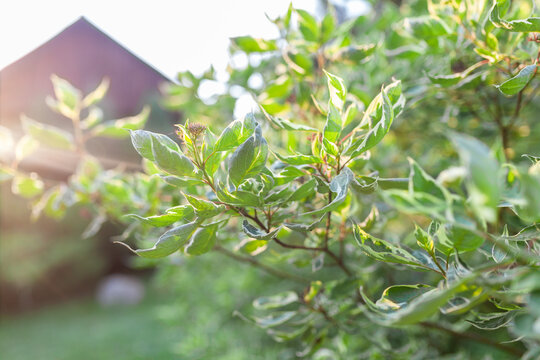 Close-up of variegated leaves on dogwood shrub in sunlight, rustic cottage in background. Beauty of garden landscaping, decorative shrubs, backyard oasis.