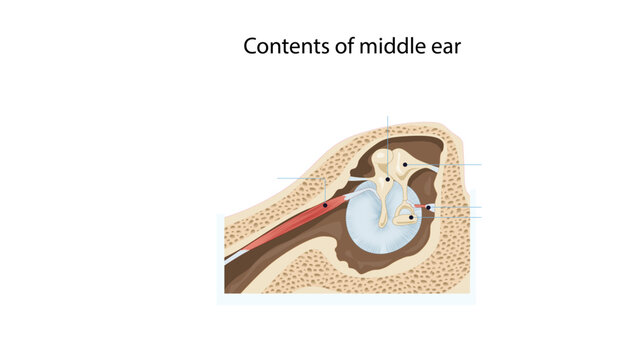 Contents of middle ear, Illustration showing the main anatomical structures within the middle ear.