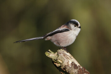 Long-tailed tit perching on a wooden branch in a forest with a blurred green background © Badr
