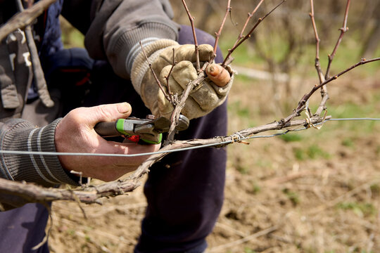 Man pruning a grapevine with shears in a field in spring