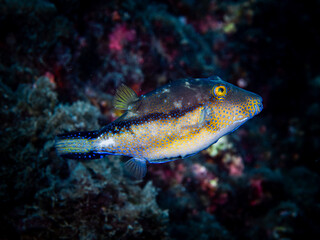 Sharpnose pufferfish swimming past a dark tropical coral reef environment © A. Martin UWphoto