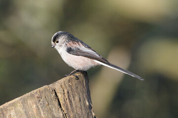 Long-tailed tit (Aegithalos caudatus) perched on a wooden fence post in sunny forest, closeup side view of cute fluffy songbird in natural habitat © Badr