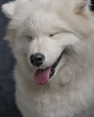 Fototapeta premium Close-up portrait of a fluffy white Samoyed dog looking at the camera with a happy expression and tongue out. Detailed white fur, expressive brown eyes and distinctive triangular ears are highlighted 
