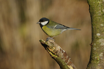 Great tit Parus major perched on a mossy branch in natural forest habitat, beautiful small songbird with yellow breast and black head close-up profile view © Badr