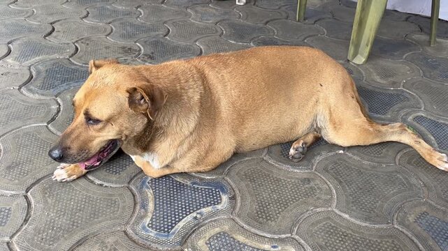 Brown stray dog resting on a paved floor outdoors on a hot day.