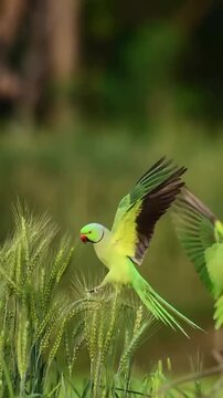 The parrot set in the plants 