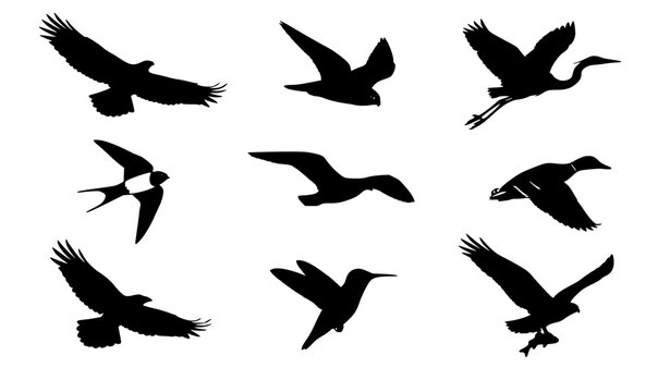 Birds and Waterfowl Flying Silhouette Vector Set - Crane, Hummingbird, Duck, Eagle, and Osprey
