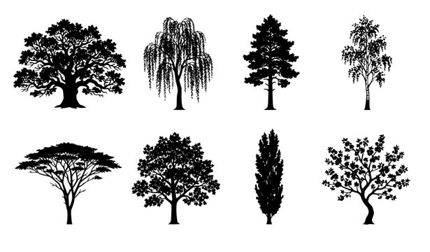 Different Tree Species Silhouette Vector Set - Oak, Willow, Pine, Acacia, Maple, and Birch Trees