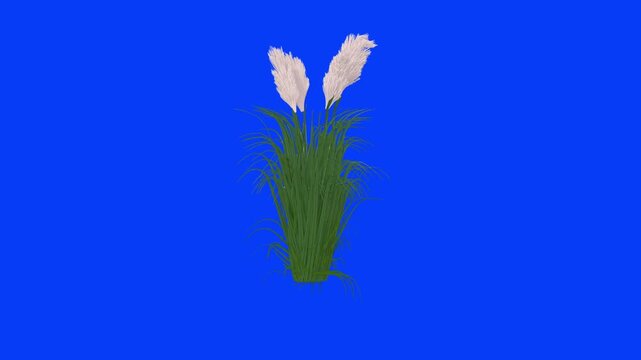 Fluffy Pampass Grass || Kash Phol || Kahua Bon