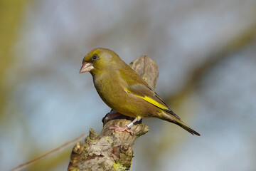 Obraz premium European greenfinch (Chloris chloris) perched on a textured wooden branch against a soft blurred background, vibrant green bird wildlife photography